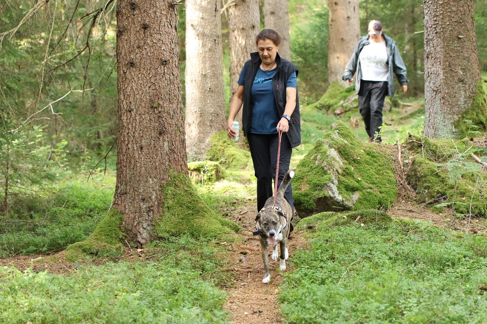 Suchtraining, Flächensuche, Mantrailing